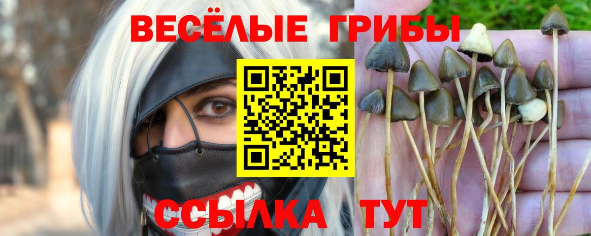 Галлюциногенные грибы Cubensis Новоалександровск